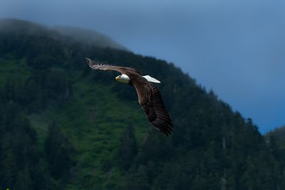 adult Bald Eagle