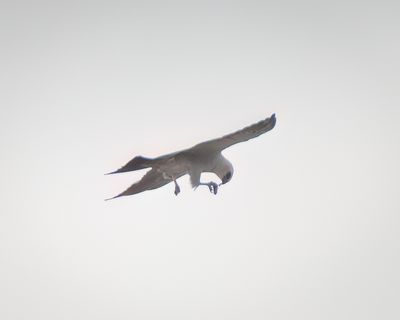 Mississippi Kite