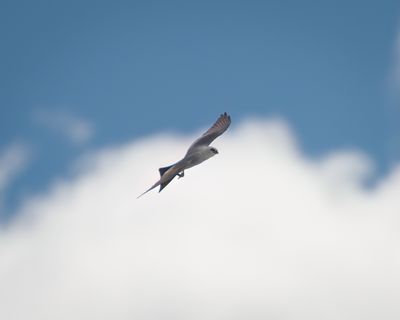 kites_osprey__harriers