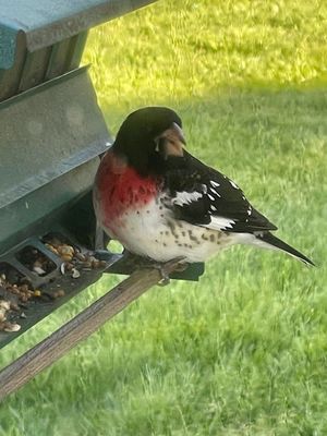 Rose Breasted Grosbeak on Tucker Lane