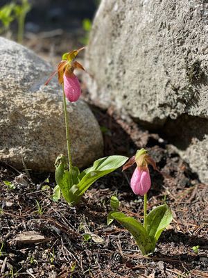Aunt Gail's Lady Slippers