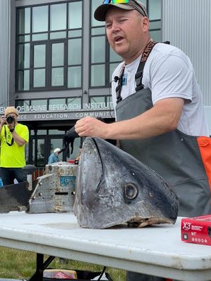 Walking the working waterfront - Tuna dissection - Gulf of Maine Research Institute