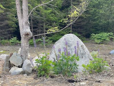 Lupins loving their new rock - Lot 135