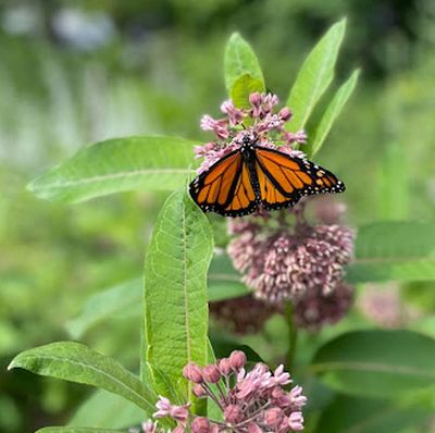 Monarchs and Milkweed - Crescent St Garden