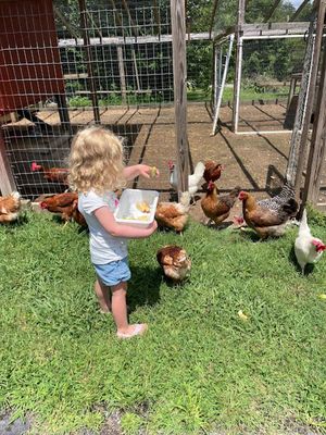 Lola and the chickens - Tucker Lane, TN