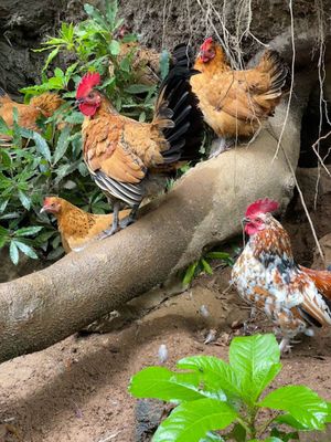 Chix on the trail