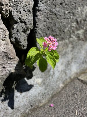 g13/72/770172/3/173233996.a3a6d80d.JPEG