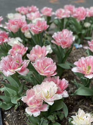 Springtime in NYC