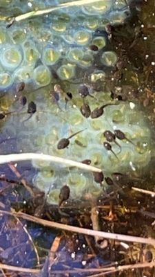 Lot 135 ~ Vernal pool Tadpoles & Salamander eggs