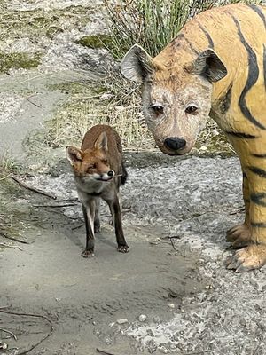 Wild and not so wild...