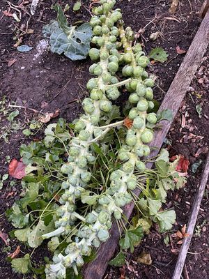 Brentwood Garden - late harvest