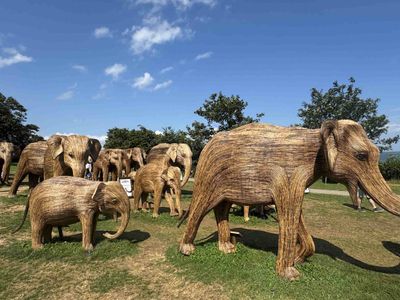 The Great Elephant Migration
