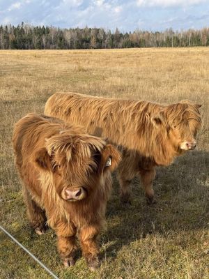 Scottish Coos in Saint-Just-de-Bretenières, Quebec