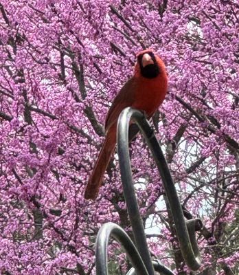 Easter visitor in E. Tennessee