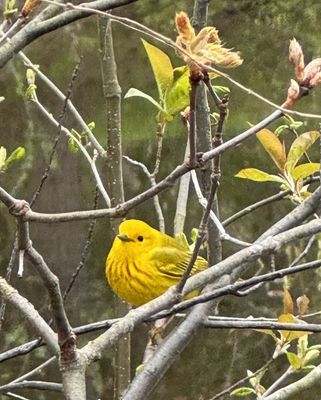 Yellow Warbler - Evergreen Cemetary
