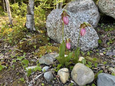 Lot 135 Lady Slippers