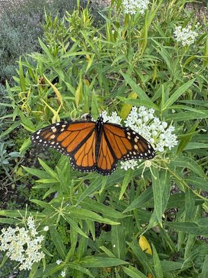 Cultivating community and feeding the Monarchs at Brentwood Community Garden, Portland