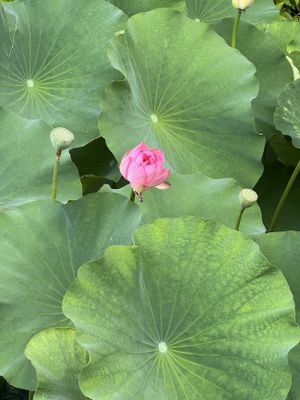 Lily pads