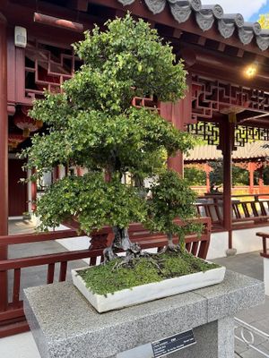 Bonsai garden