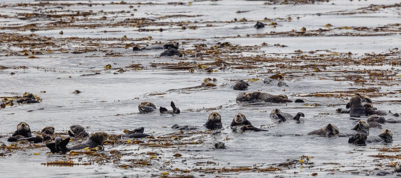 Icy Strait Point - Sea Otters