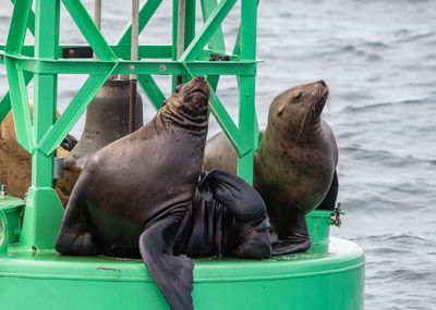 Icy Strait Point - Adult Sea Lions