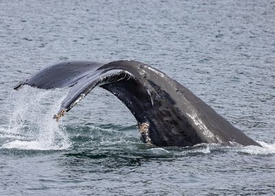 Icy Strait Point - Humpback Whale