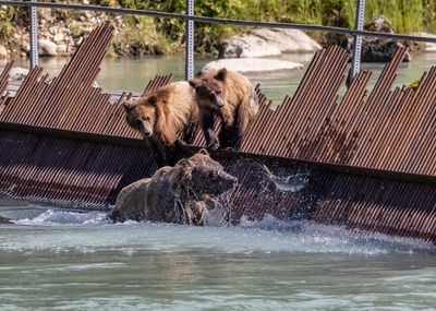 Skagway - Bears and Salmon