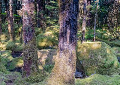 Juneau - Tongass National Forest