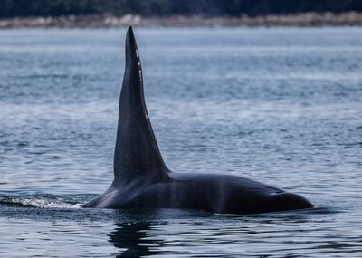Juneau - Orca
