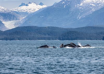 Juneau - Humpback Bubble Net Feeding
