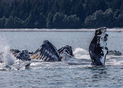 Juneau - Humpback Bubble Net Feeding
