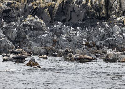 Sitka - Harbour Seals Resting