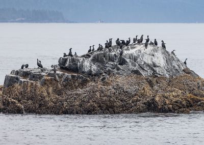 Sitka - Cormorants
