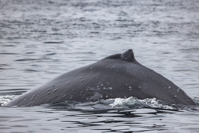 Sitka - Humpback Whale