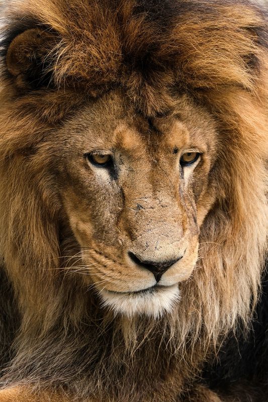 250+ Inspiring Lion Quotes to Motivate and Lead