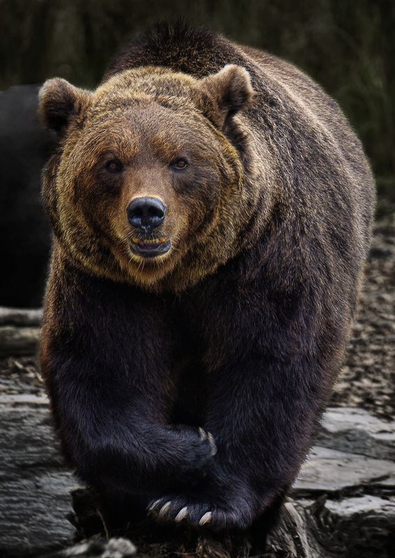 150+ Mama Bear Quotes to Ignite Your Fierce Love & Protection