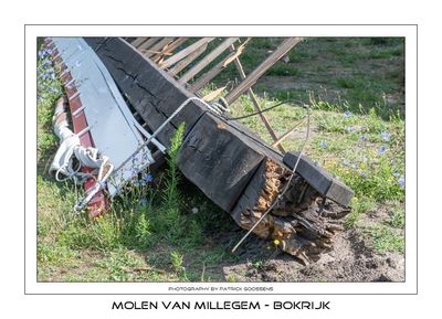 Focus op de Molen van Millegem uit Mol in Bokrijk