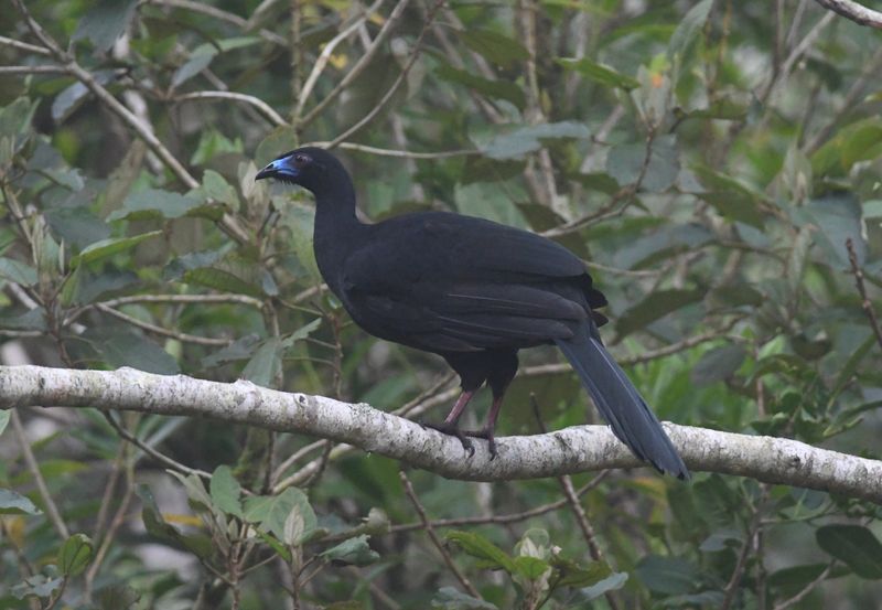 Black guan