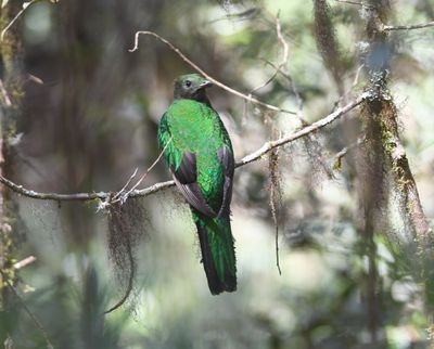 Resplended quetzal