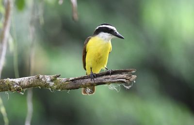Great kiskadee