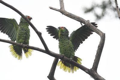 Red-lored Amazon