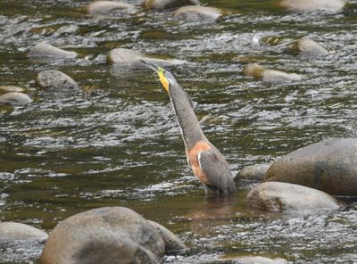 Bare-throated tiger-heron
