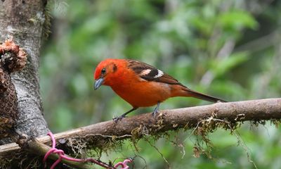 Flame-colored tanager