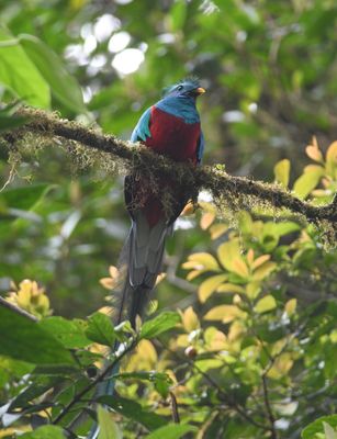 Resplended quetzal