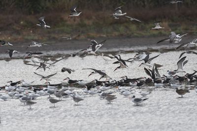 Black skimmer