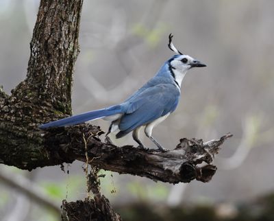 Birds of Costa Rica March 2023