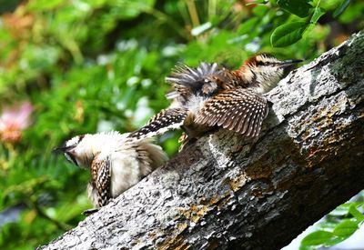 Rufous-naped wren
