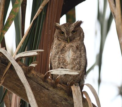Pacific screech-owl