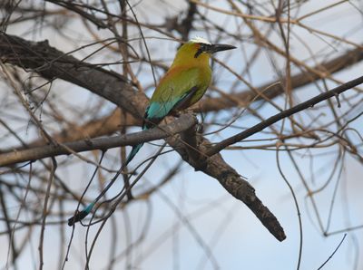Blue-crowned motmot