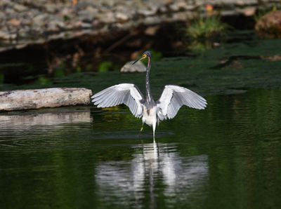 Tricolored heron